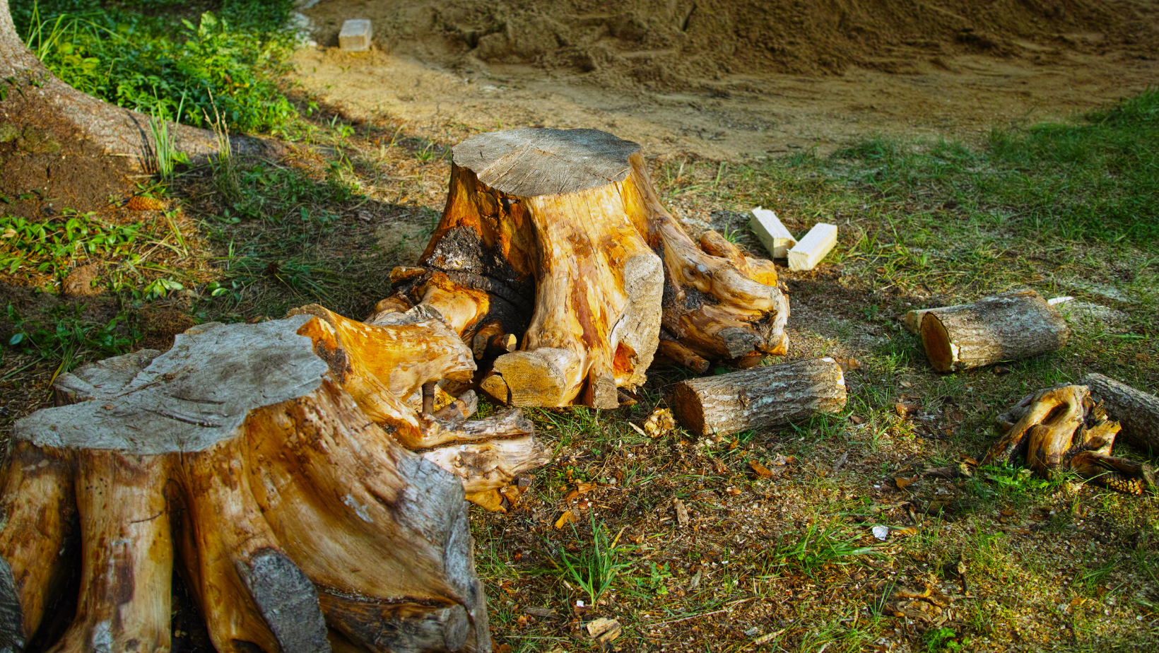 Two large, weathered tree stumps sit on a grassy yard, surrounded by scattered wood pieces and a patch of loose dirt.