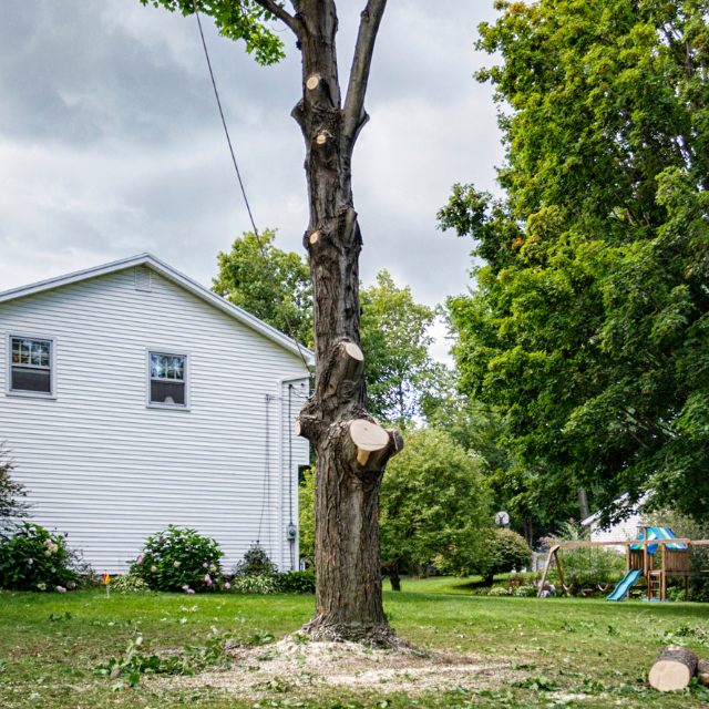 A partially pruned tree stands in a grassy backyard next to a white house, with visible cuts along the main trunk.