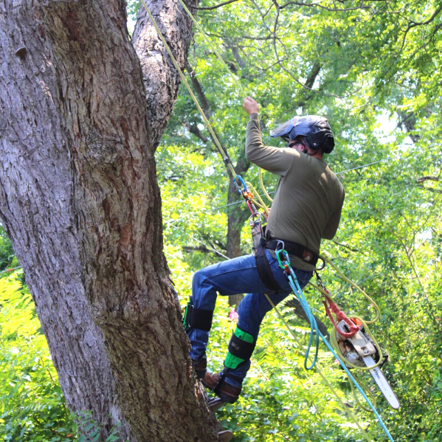 Tree Trimming Dallas