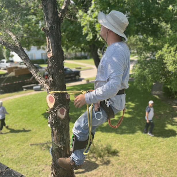 A tree trimmer in a white hat, safety gear, and harness works while attached to a tree, with people walking on the lawn.