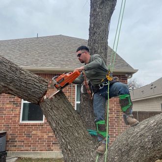 Tree Removal Dallas