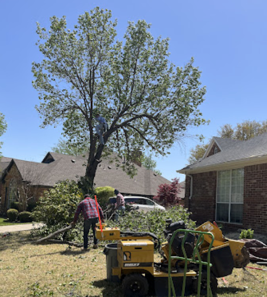Workers use a wood chipper to clear branches while a crew member trims a tree in a residential yard.