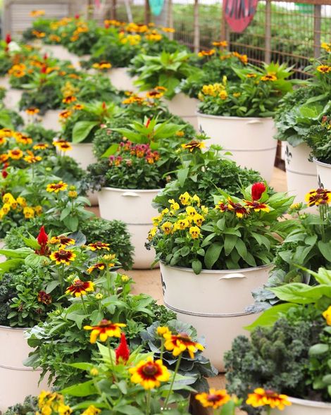 Durham Region Greenhouse | Witzke's Greenhouses