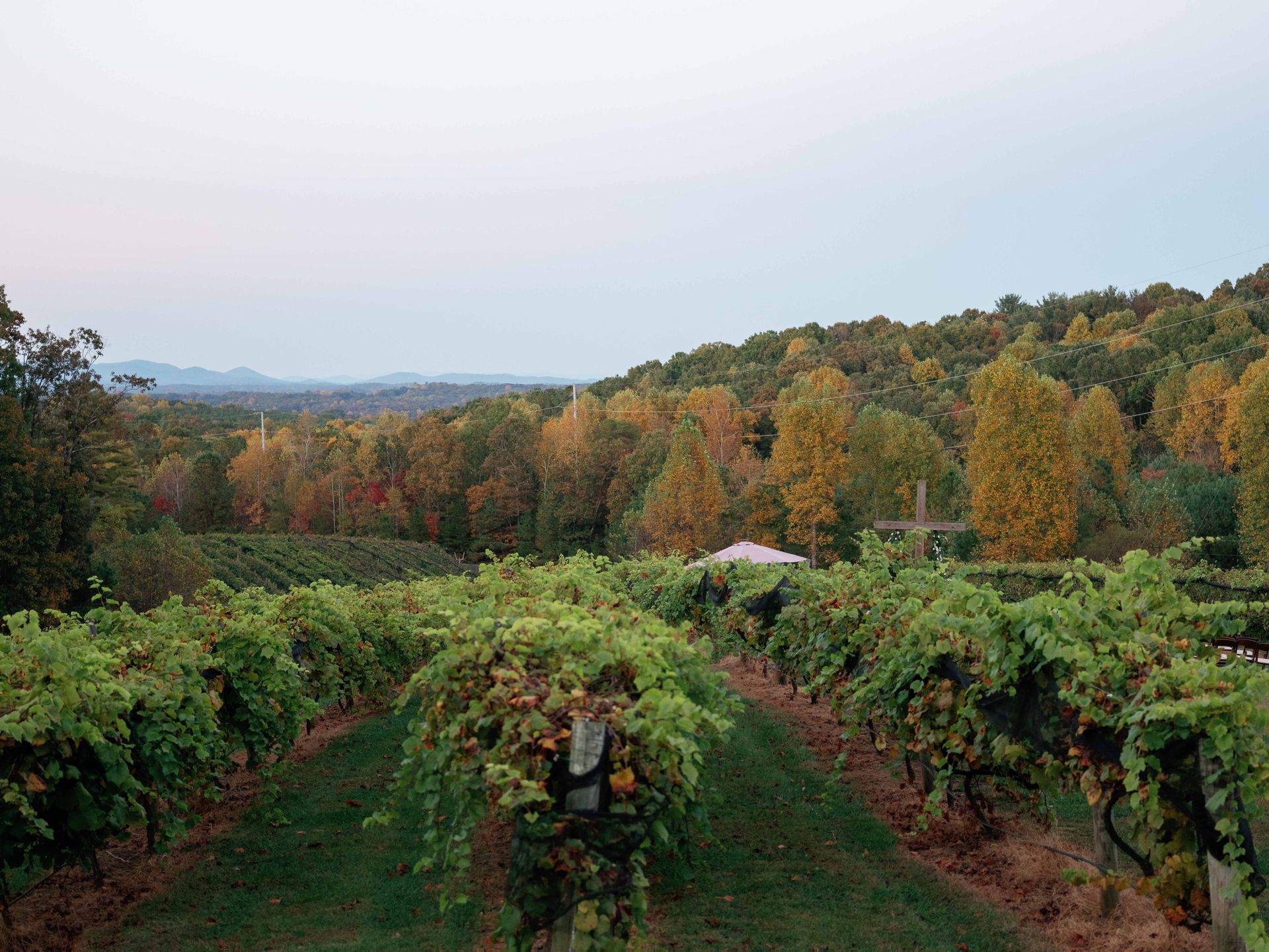 A view of a vineyard with trees in the background