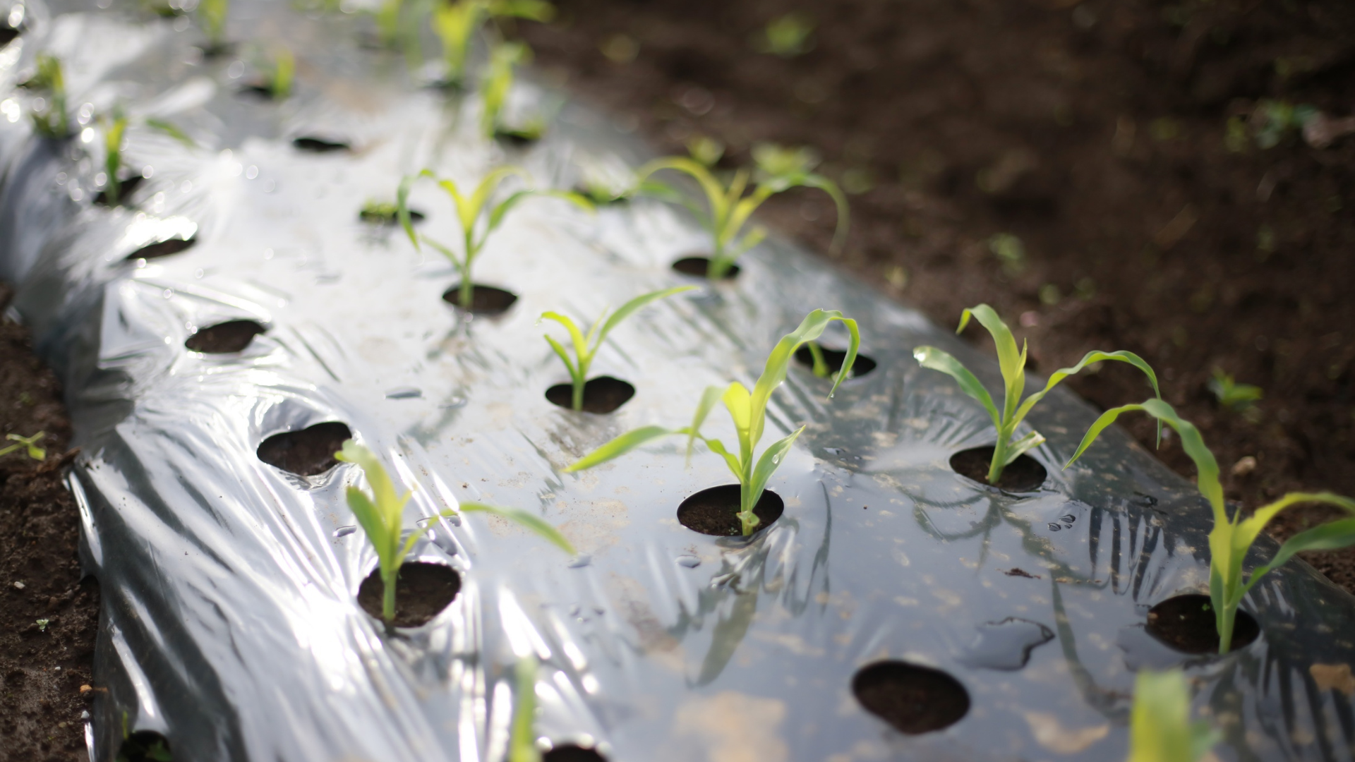 Seedlings growing through holes in black plastic mulch in a garden bed.