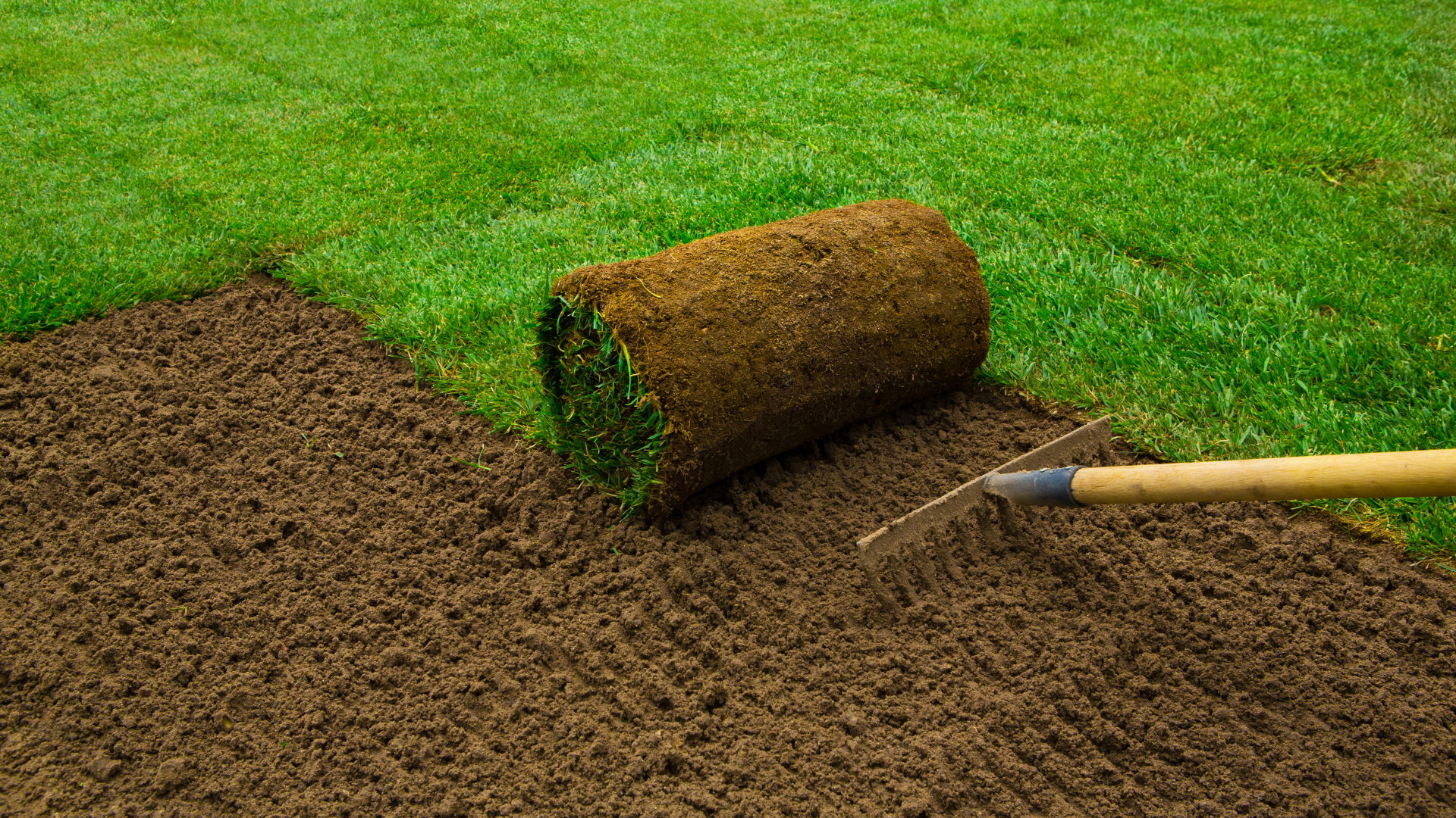 Laying sod: roll of turf on prepared soil, rake in foreground, lush green grass in background.