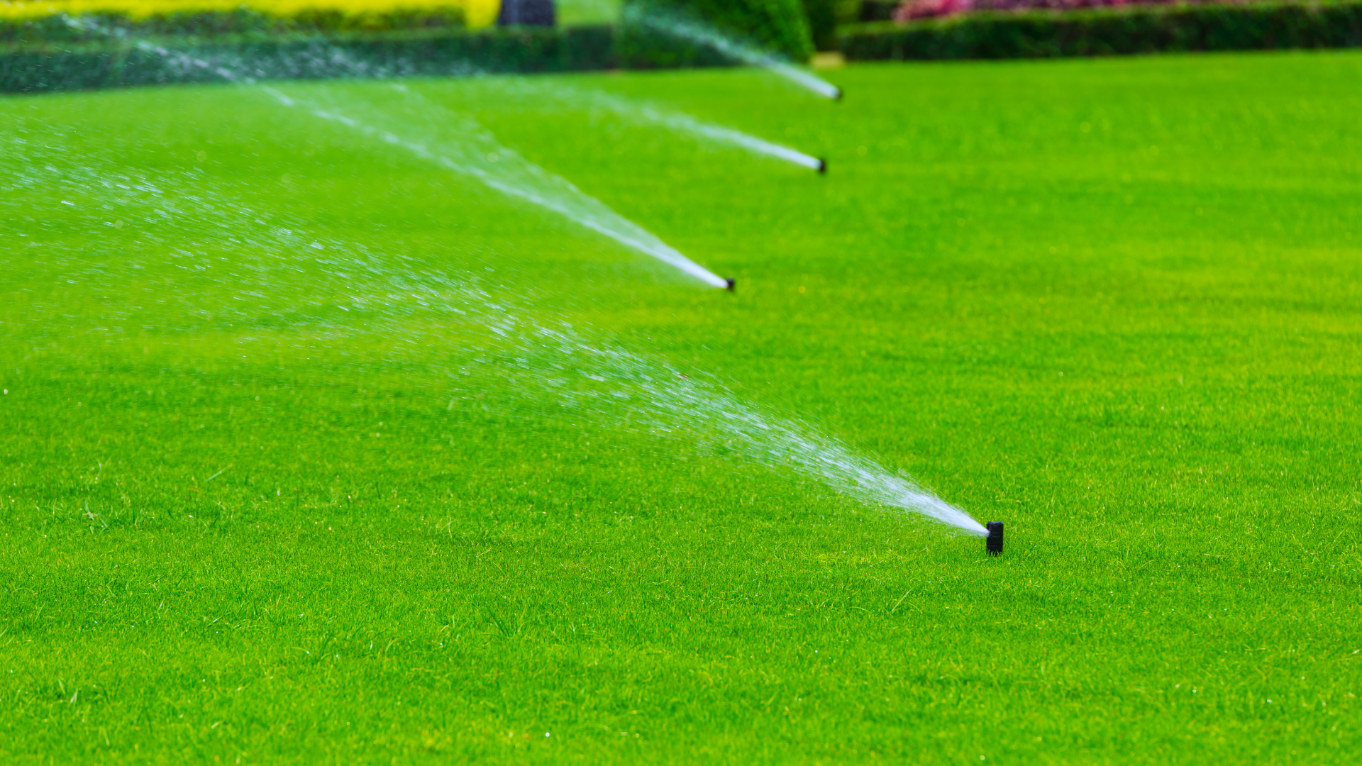 Sprinklers watering a vibrant green lawn.