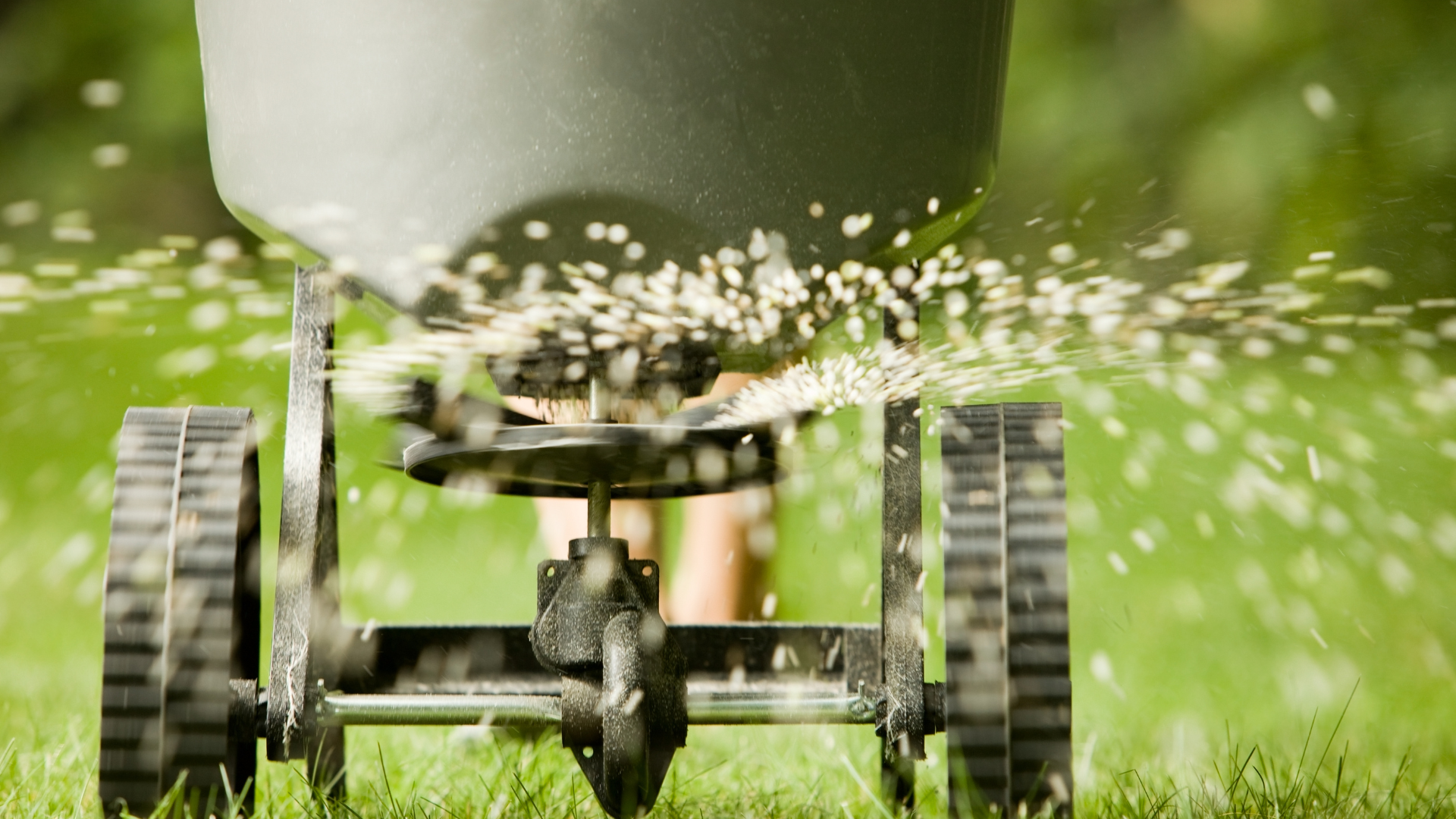 A fertilizer spreader dispensing granules on a green lawn.