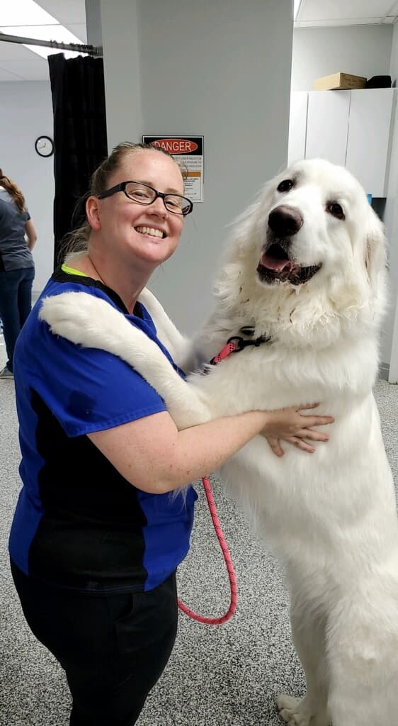 Animal Doctors Crystal City, MO Jones Animal Health Clinic