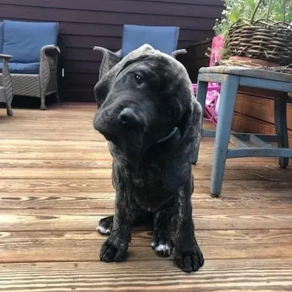 Fiore's Automotive Brindle-Coated Dog | Fiore's Automotive