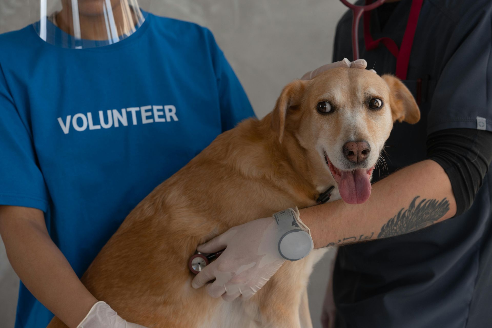 Veterinarian listening to a yellow lab's heart with a stethoscope. Volunteer in blue shirt holds the dog.