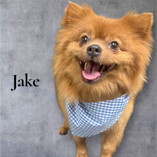 Smiling Pomeranian dog named Jake wearing a blue and white checkered bandana against a gray backdrop.