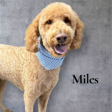 Golden doodle, Miles, with light brown fur wearing blue bandana smiles, set against a gray background.