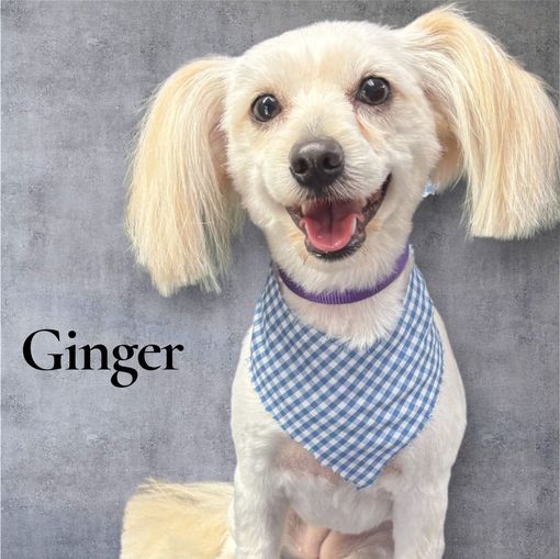 Ginger the dog, white fur, wearing a blue gingham bandana, smiling, against a gray background.