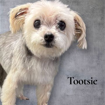 Dog named Tootsie, off-white fur with gray patches, floppy ears, dark eyes and nose, standing in front of a gray background.