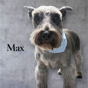 Max, a grey Miniature Schnauzer, wearing a blue and white checkered bandana, against a grey background.