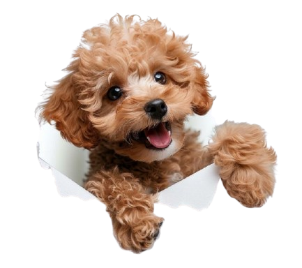 Smiling, fluffy brown puppy peeking through a torn white paper.