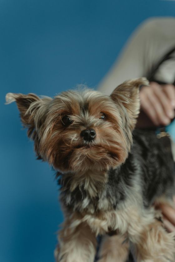 Yorkshire Terrier dog held by a person against a blue backdrop.