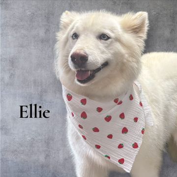 White dog named Ellie wearing a strawberry-print bandana, smiling in front of a gray wall.