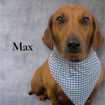 Max, a brown dachshund, wears a blue and white checkered bandana against a gray backdrop.