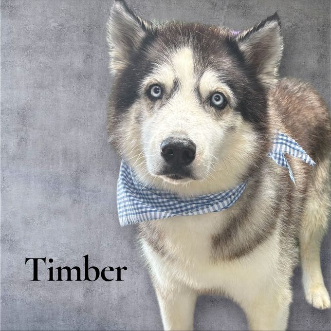 Husky dog named Timber with blue eyes and a blue bandana; gray background.