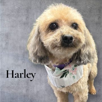 Harley, a tan-colored dog with floppy ears and a bandana, looks at the camera.