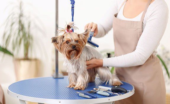Woman Brushing the Dog's Hair — Orland Park, IL — Animal Medical Center of Orland Park