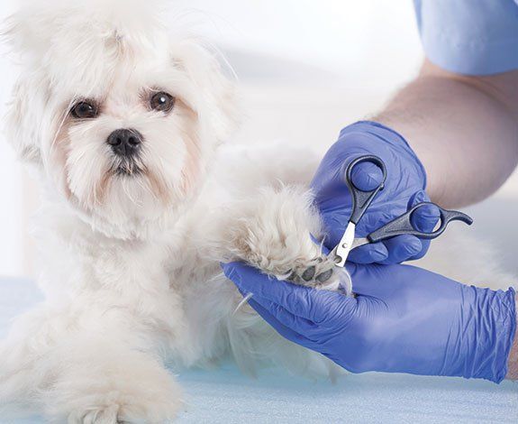 Vet Trimming the Nails of a White Dog — Orland Park, IL — Animal Medical Center of Orland Park