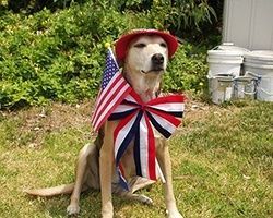Dog wearing a red hat, bow, and American flag; sitting on grass. | Morin Brothers Automotive