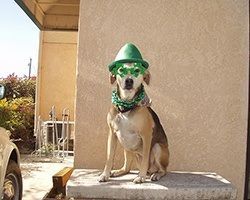 Dog wearing a green hat, glasses, and bandana, sitting outside. | Morin Brothers Automotive