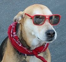 Dog wearing red sunglasses and a red bandana. | Morin Brothers Automotive