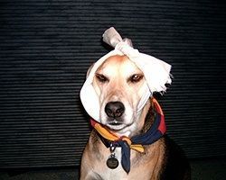 Dog wearing bandage on head, looking displeased, with colorful scarf and tag. | Morin Brothers Automotive