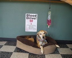 Dog resting in a bed at a blood drive with an IV bag; sign that says
