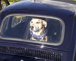 Dog wearing a blue bandana, sitting inside a dark blue car, looking out the back window. | Morin Brothers Automotive