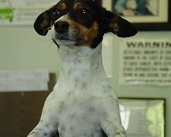 Dog with spotted white chest and tan markings, looking upwards with perked ears. | Morin Brothers Automotive
