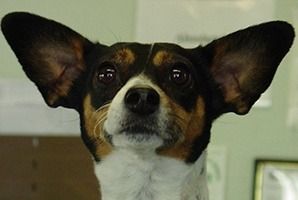 Dog with large, upright ears; black, brown, and white markings; looking directly at the viewer. | Morin Brothers Automotive