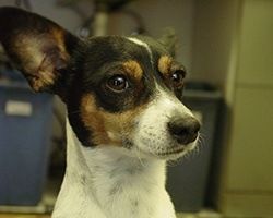 A small dog with black, tan, and white markings, looking intently to the side. | Morin Brothers Automotive