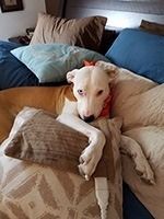 White dog nestled on a bed surrounded by pillows, holding a pillow, looking at the camera. | Morin Brothers Automotive