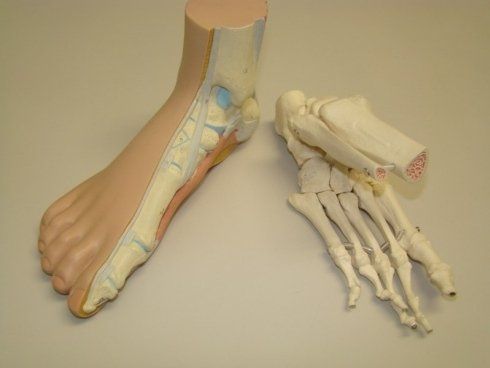 plastico della struttura del piede