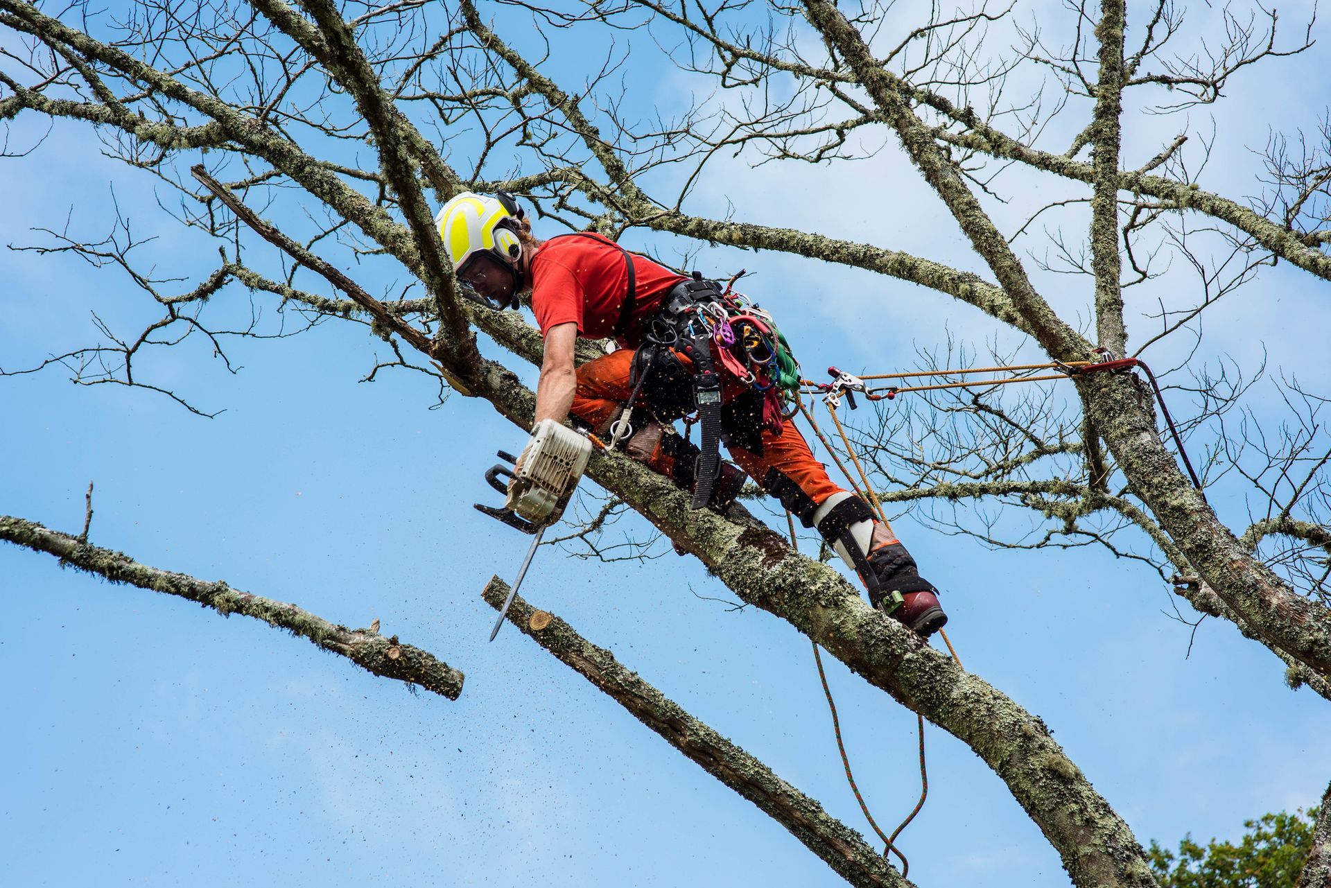 A man is cutting a tree branch with a chainsaw.