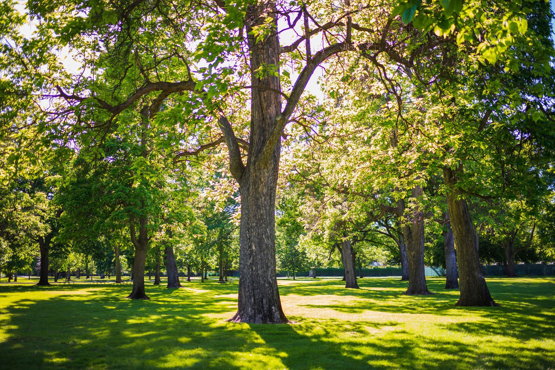 A park filled with lots of trees and grass on a sunny day.