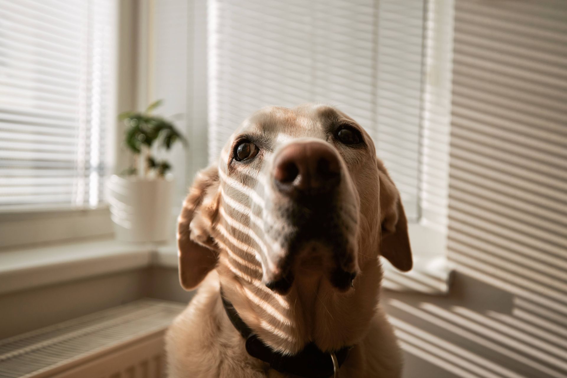 Dog sitting in front of white window blinds at NH Blinds near Manchester, NH