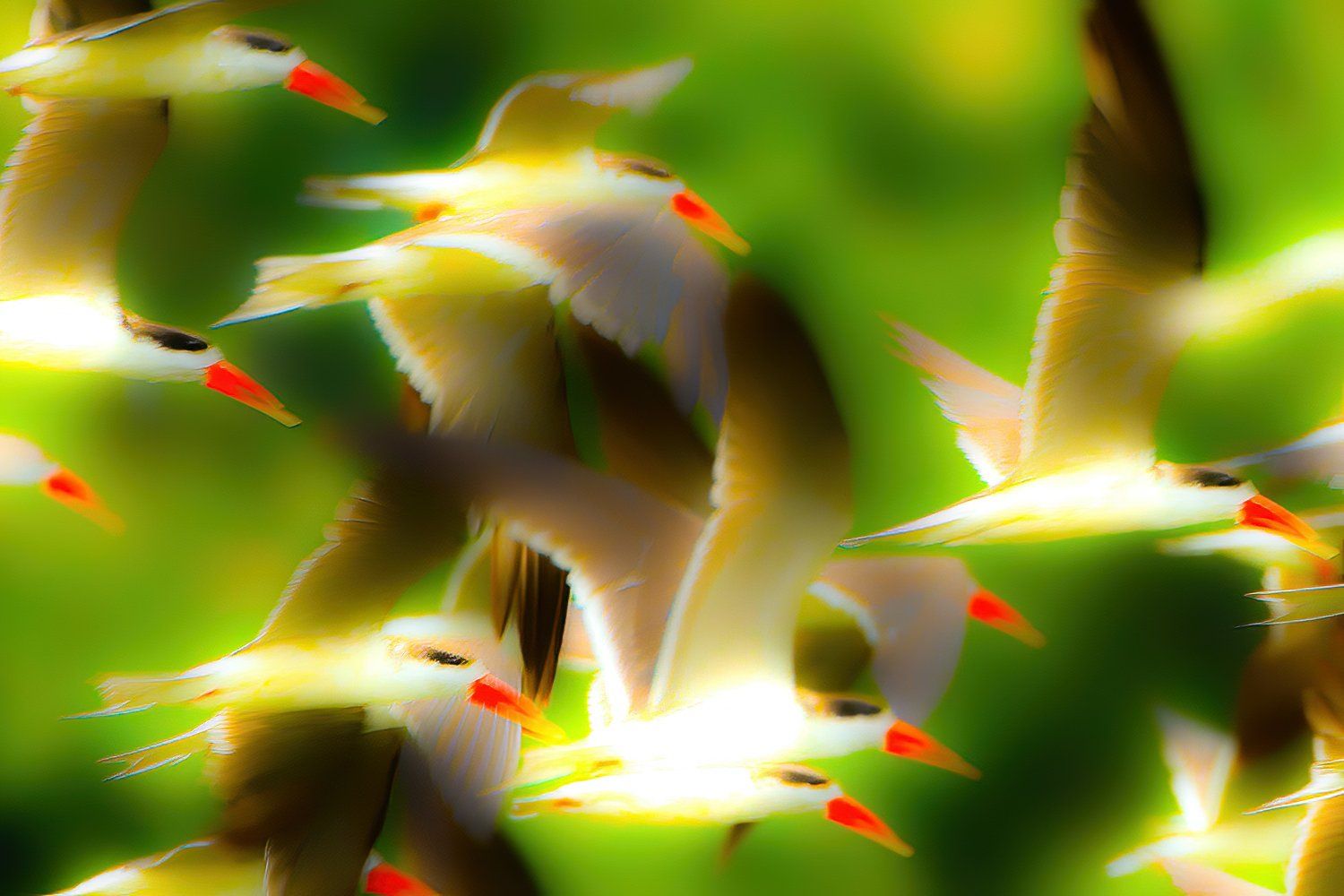 Afrikaanse schaarbek