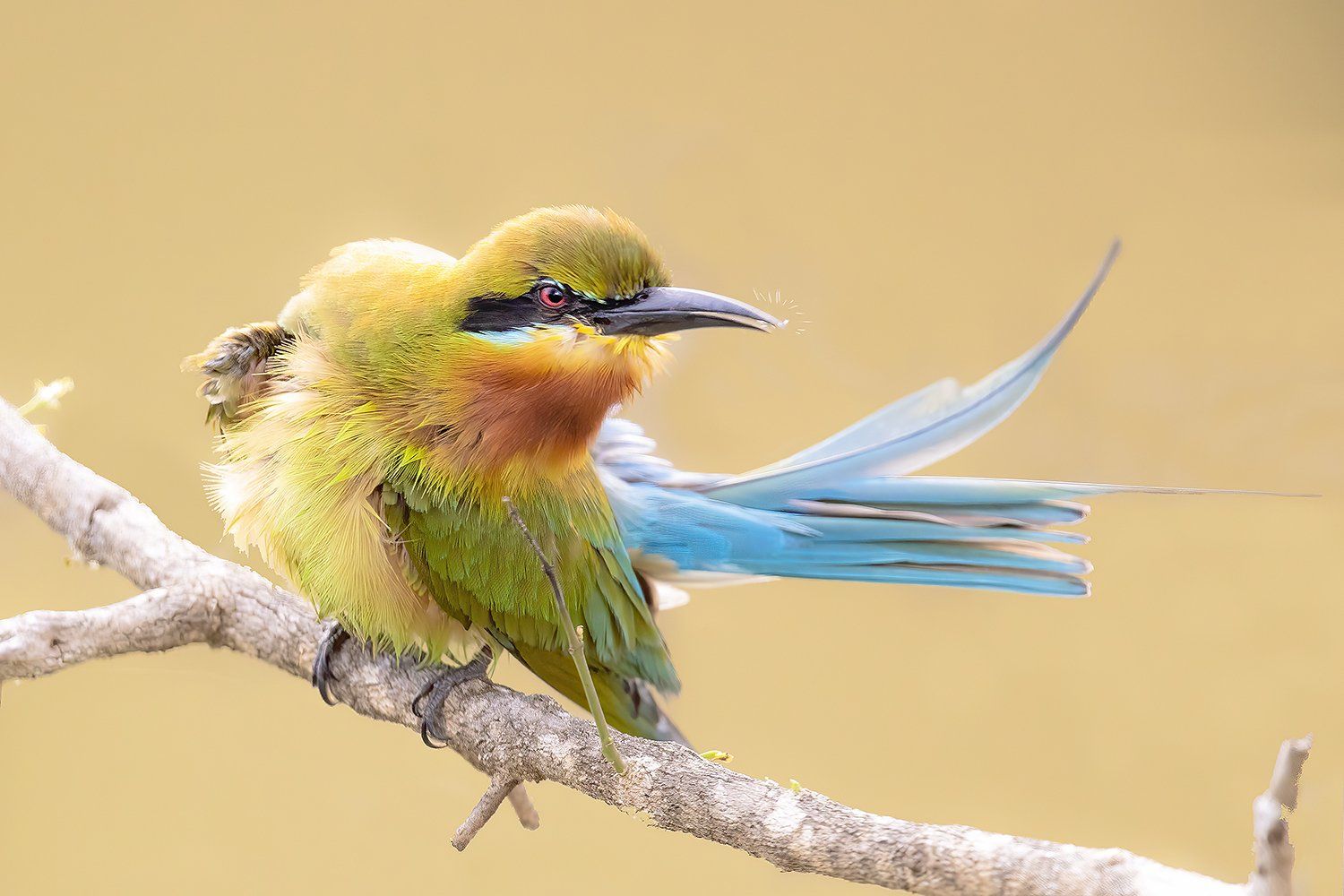 Blauwstaartbijeneter