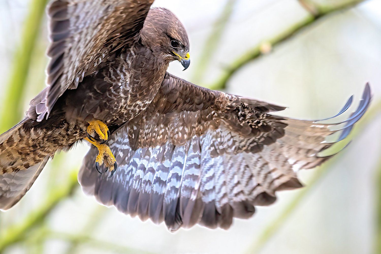 Buizerd