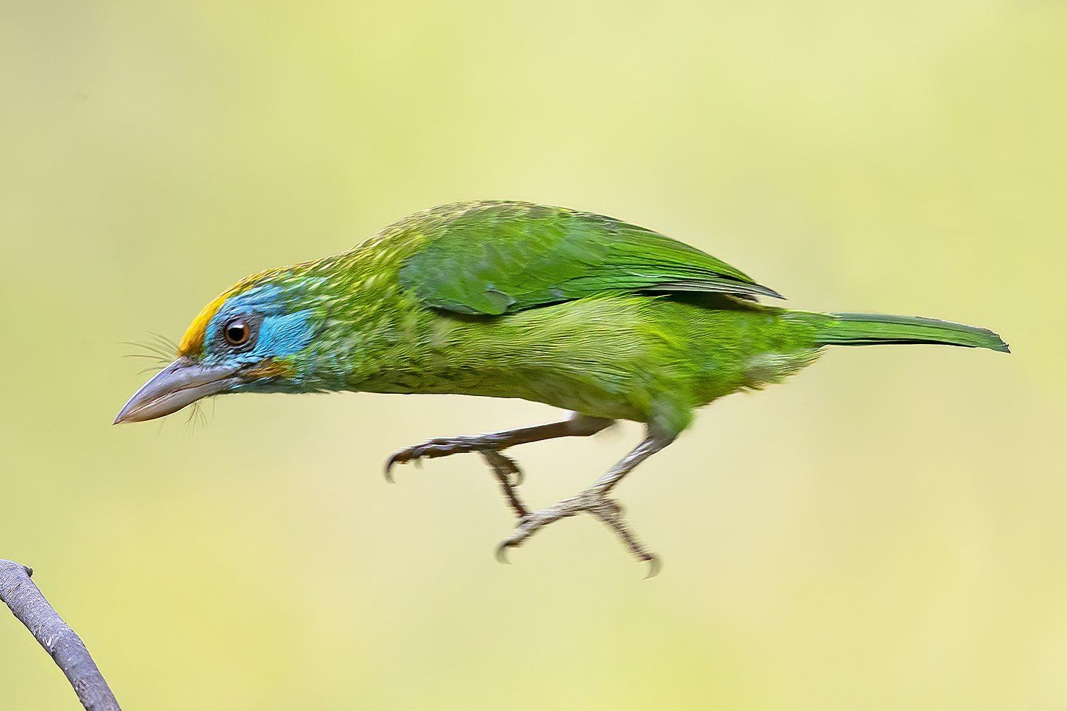 Ceylonese baardvogel