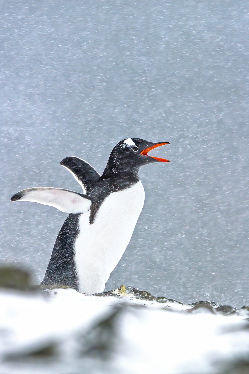 Ezelspinguin