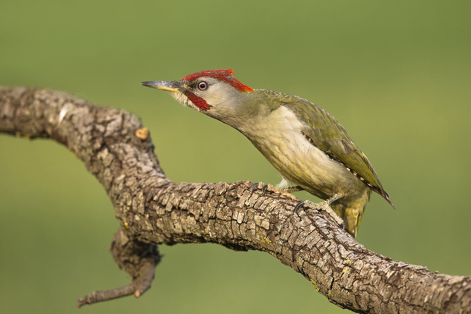 Iberische groene specht
