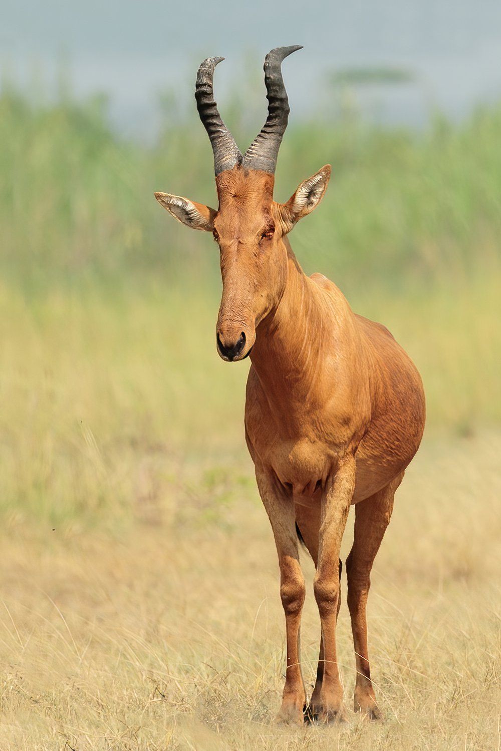 Hartebeest