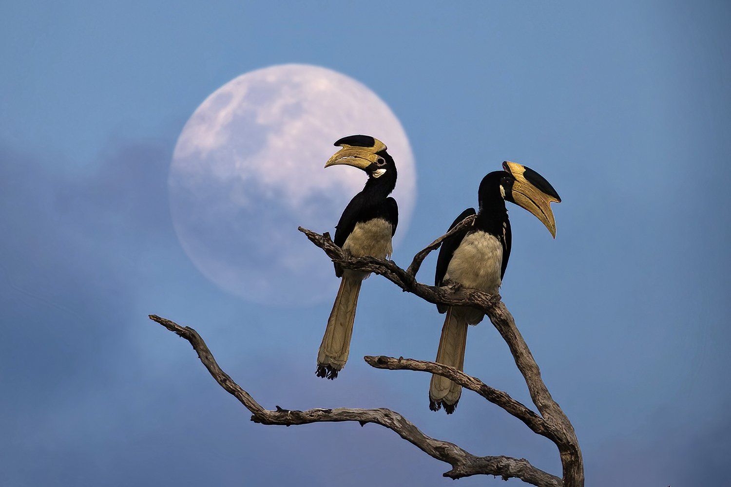 malabarneushoornvogel